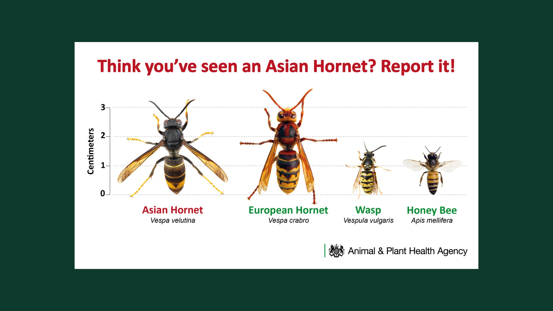 The Buzz About Asian Hornets: A Growing Threat to UK Beekeeping