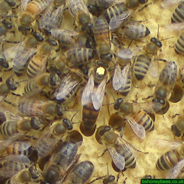 Attention Bee Farmers Association (BFA) Members: Exclusive Queen Bee Pricing for 2024!