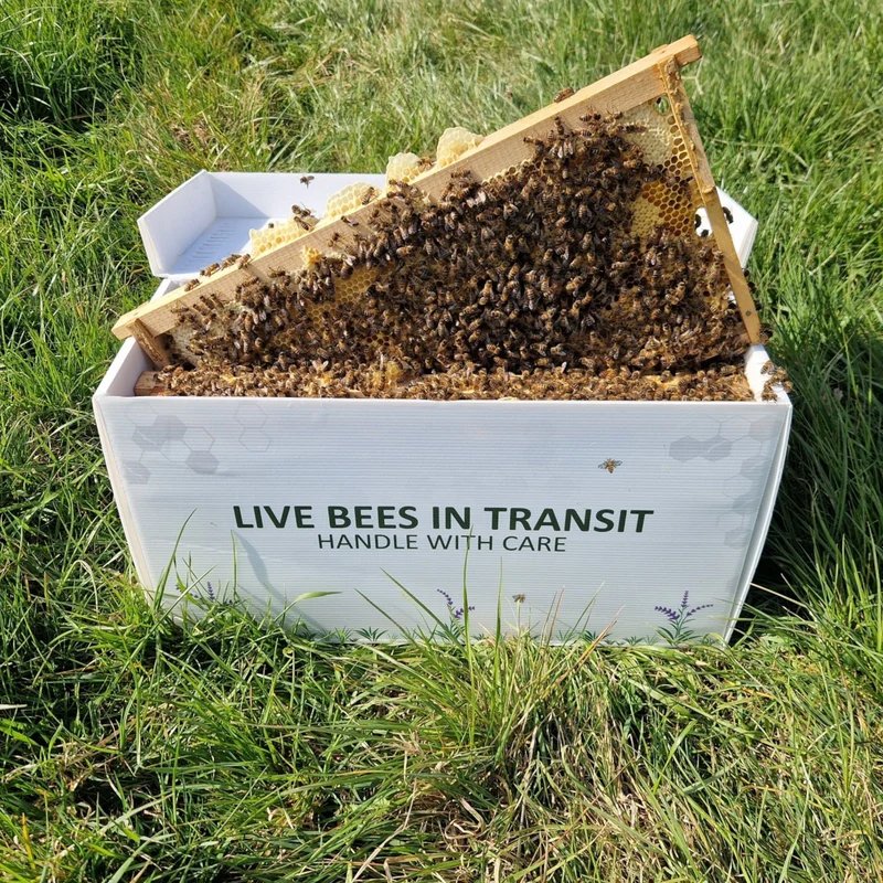Live Bee Delivery UK: Your 2026 Guide to Safe Nationwide Shipping