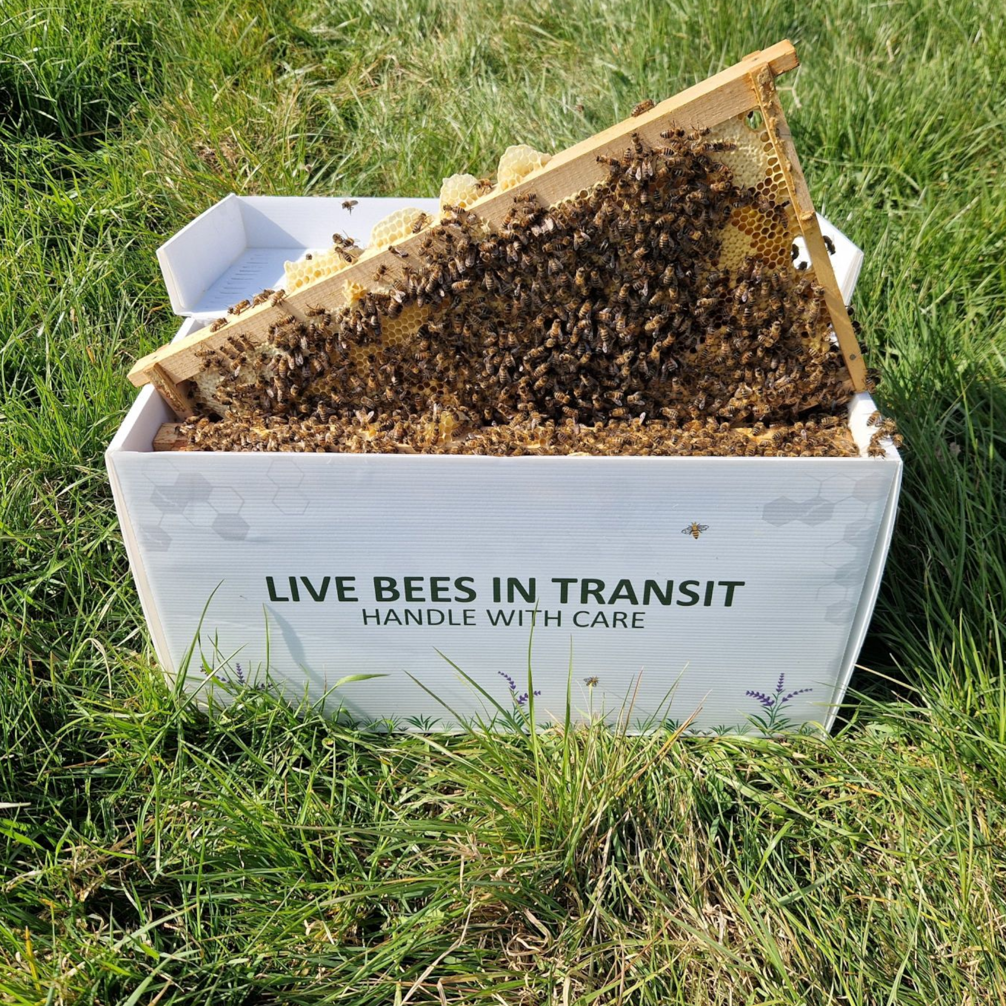 Introducing Our Complete Beekeeping Starter Packages — Everything You Need to Begin Your Beekeeping Journey