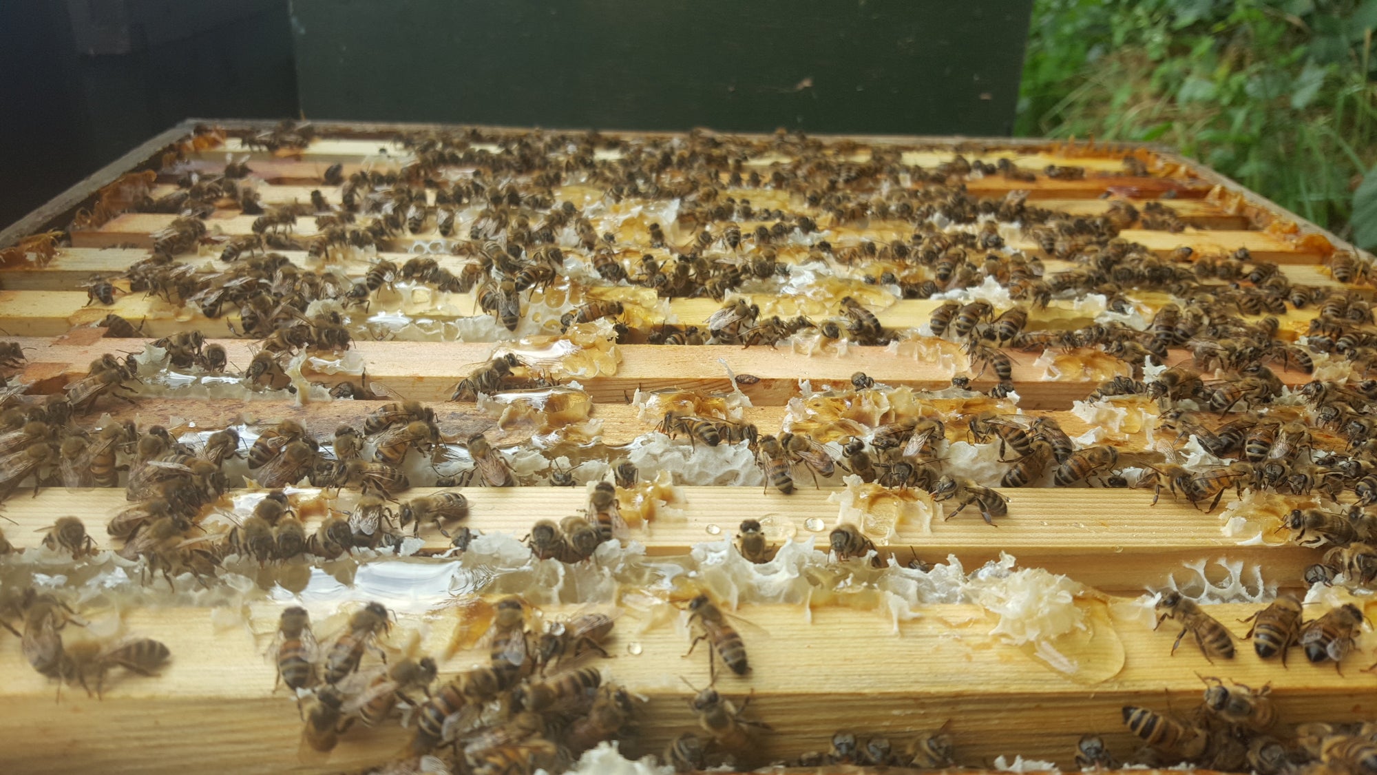 British honey collection hero