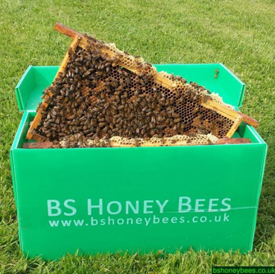 BS Honey Bees Limited