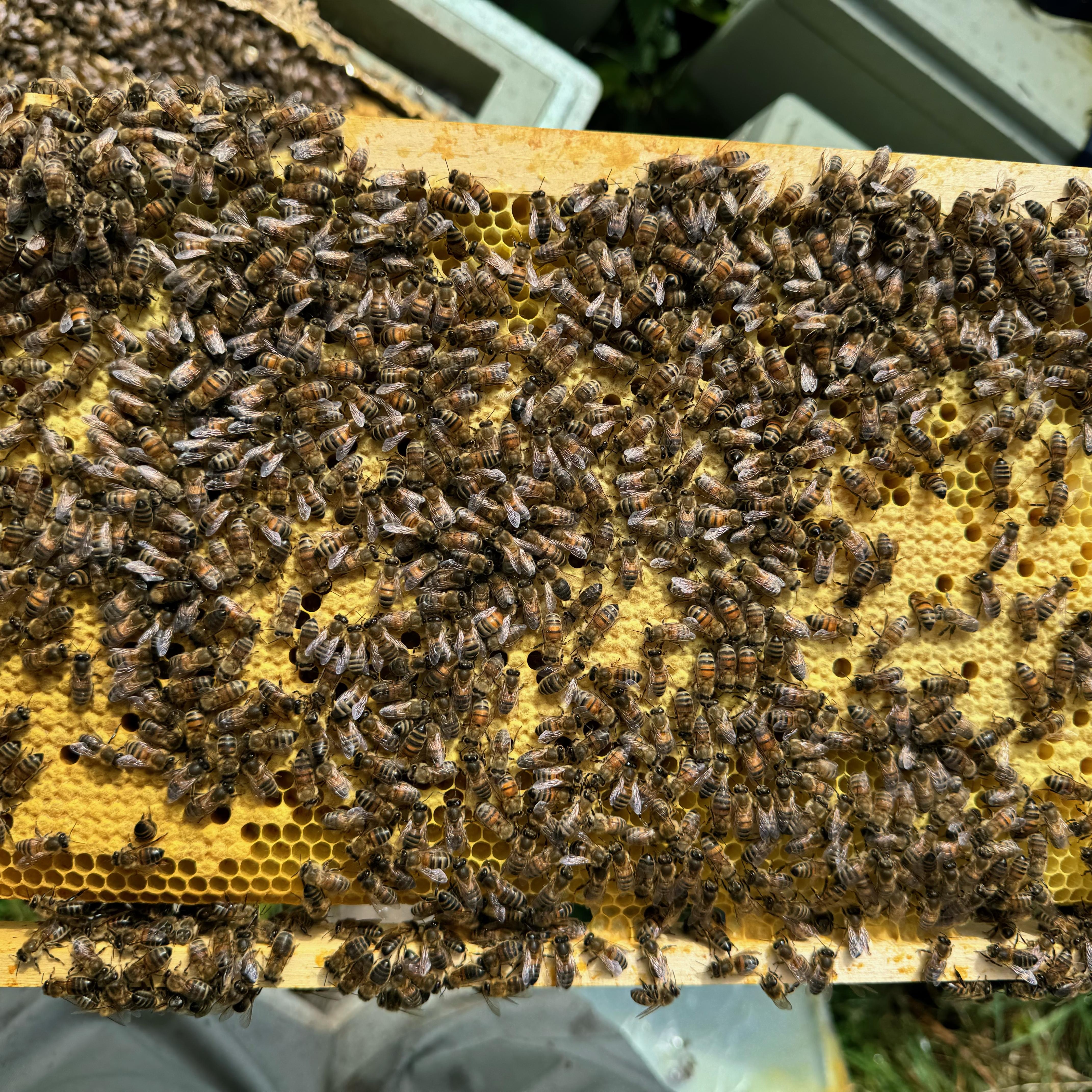 Posted Langstroth Overwintered 5 Frame Nucleus 2026