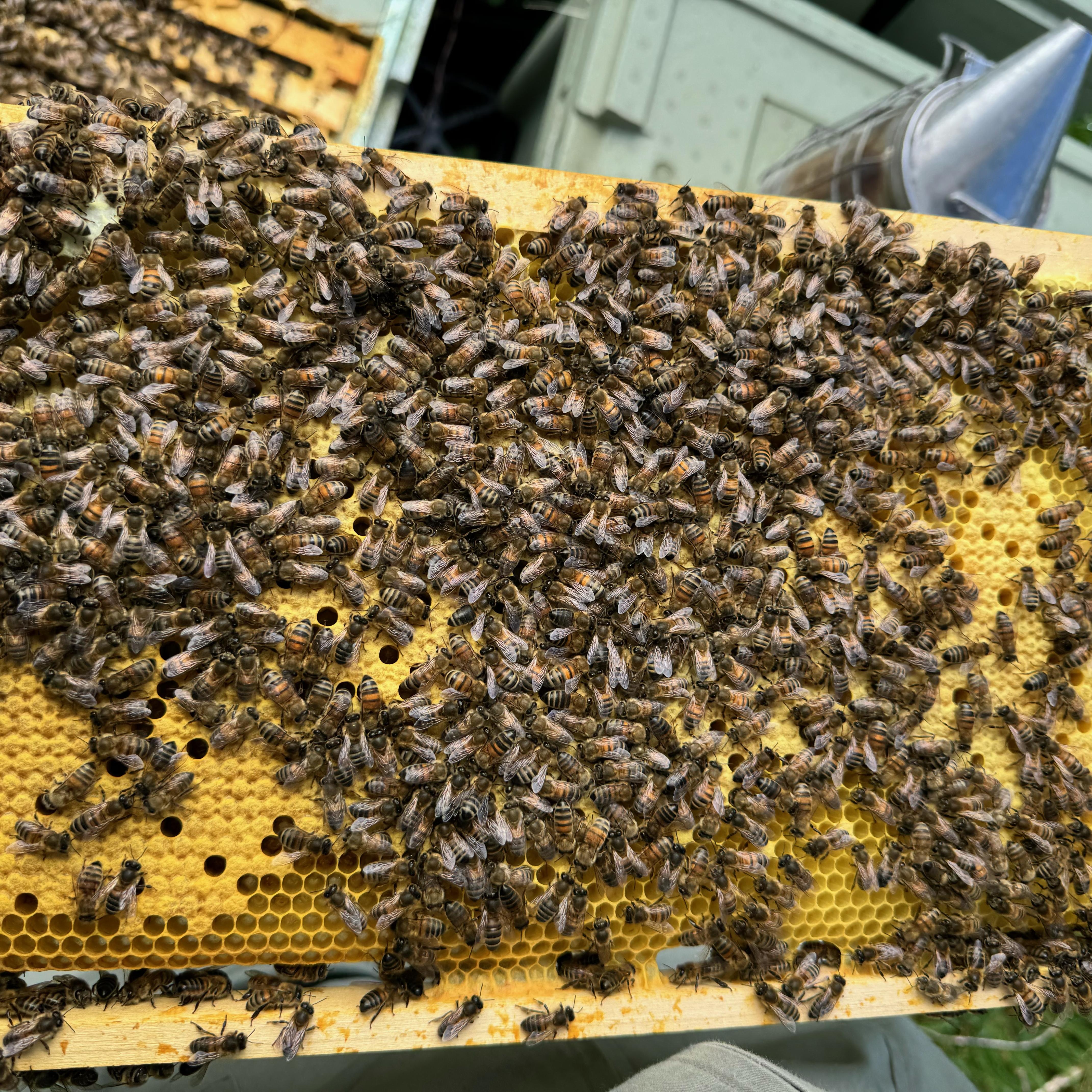 Posted Langstroth Overwintered 5 Frame Nucleus 2026