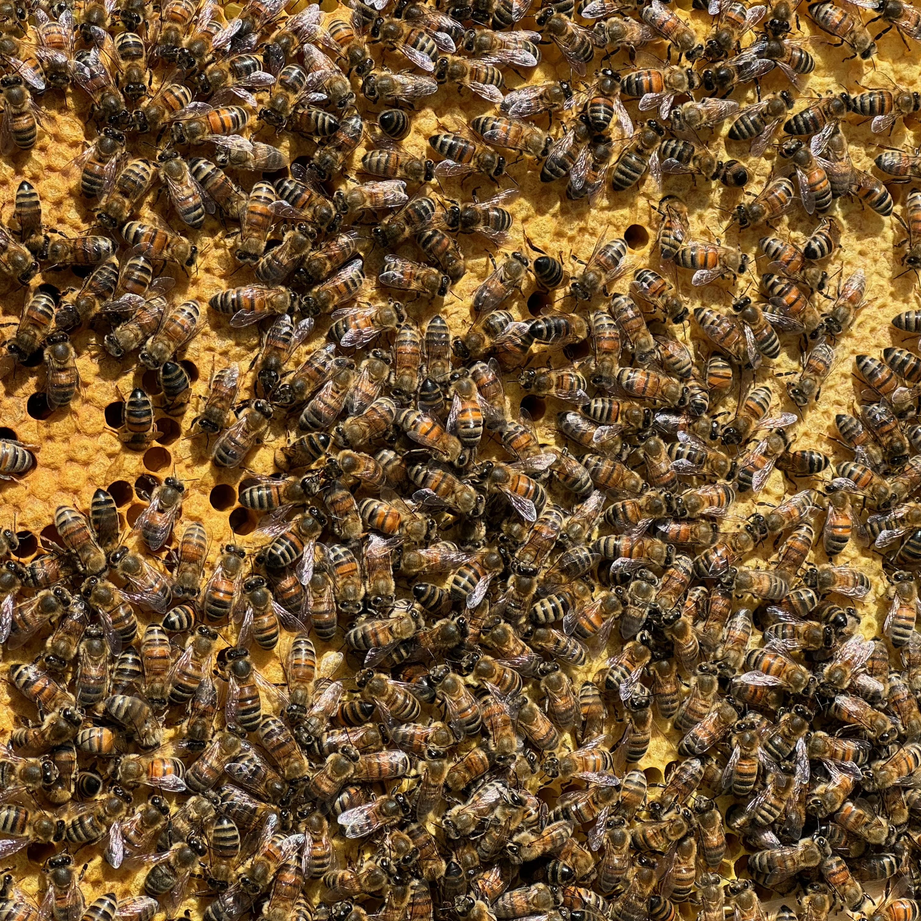 Posted Langstroth Overwintered 5 Frame Nucleus 2026