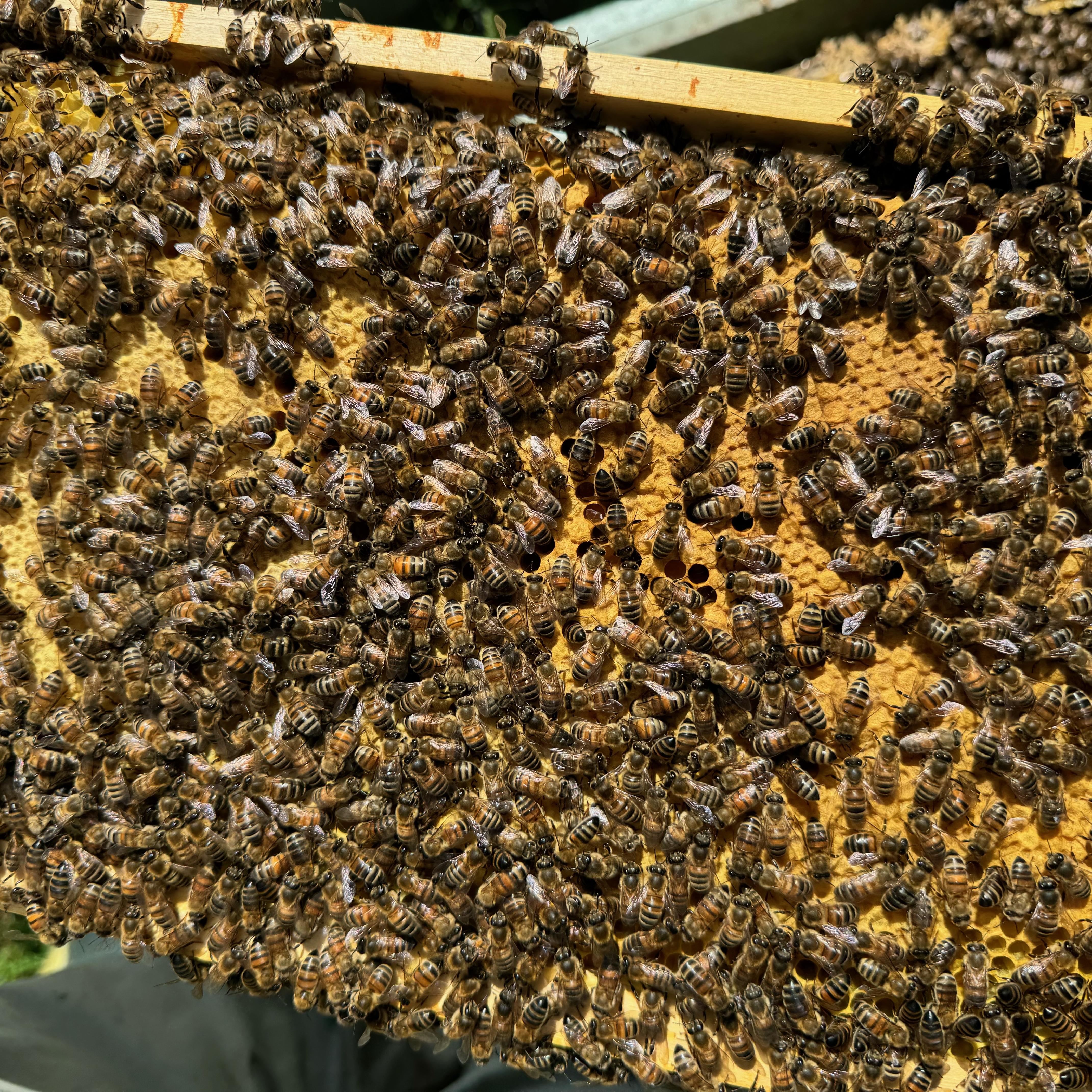 Posted Langstroth Overwintered 5 Frame Nucleus 2026