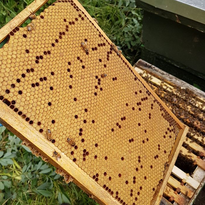 Posted Overwintered 5 Frame Nucleus 2026