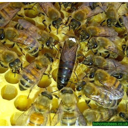 Carniolan Queen 2026