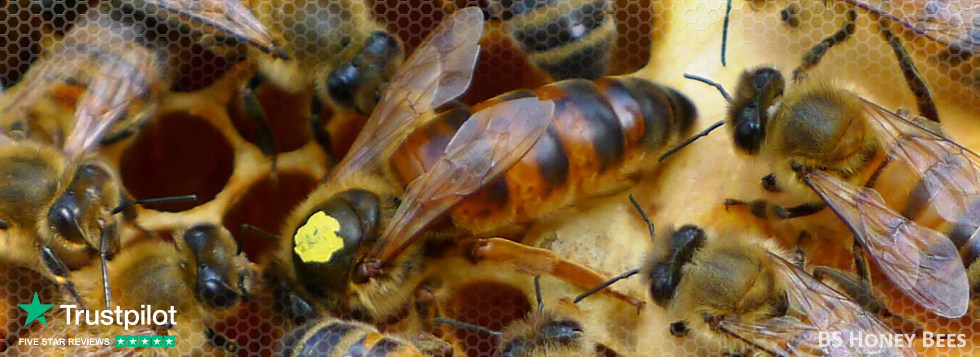 Honey Bee Nucs for Sale - #1 UK Supplier