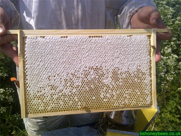 Bulk Buckets of Honey