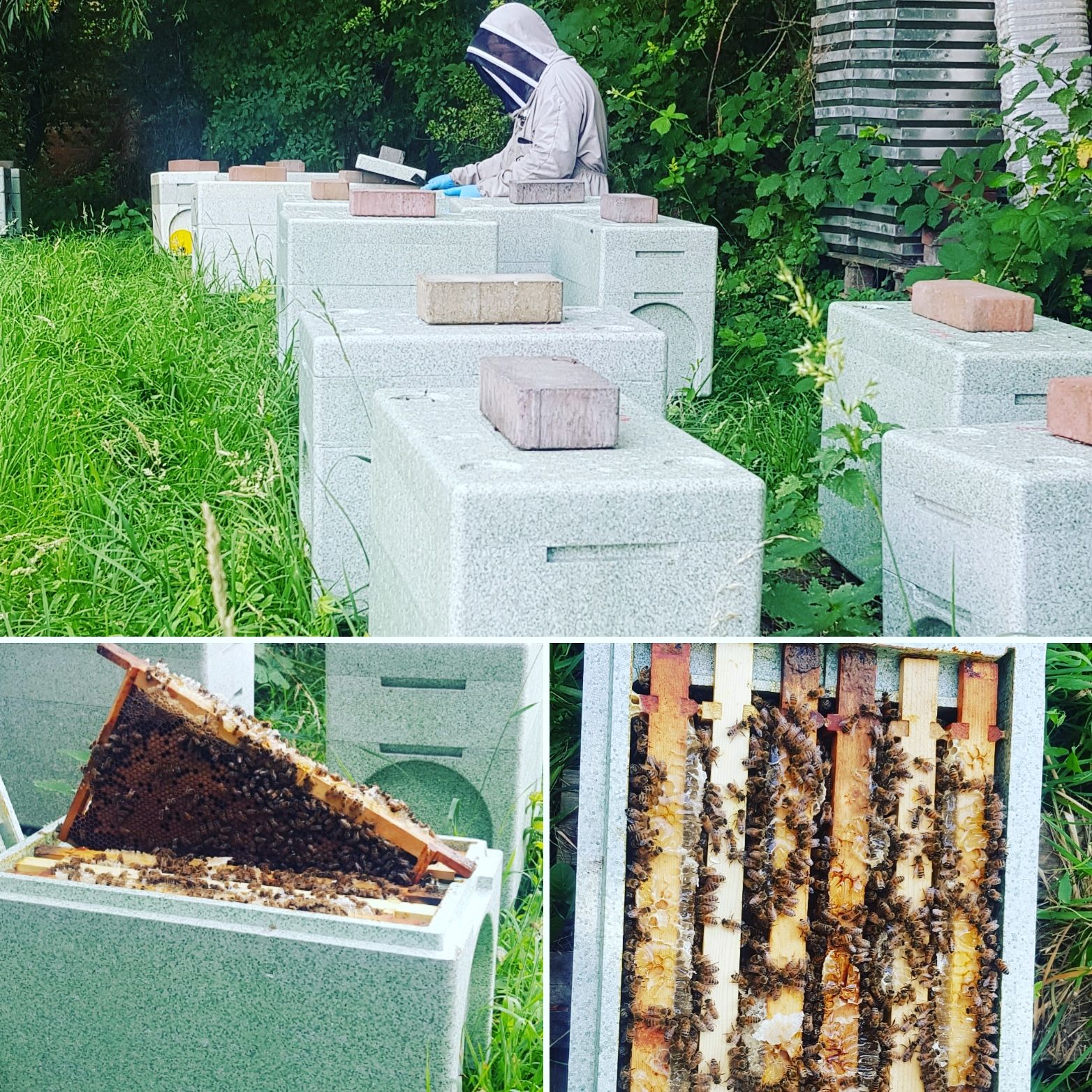 Collected Overwintered 6 Frame Nucleus DEPOSIT 2026