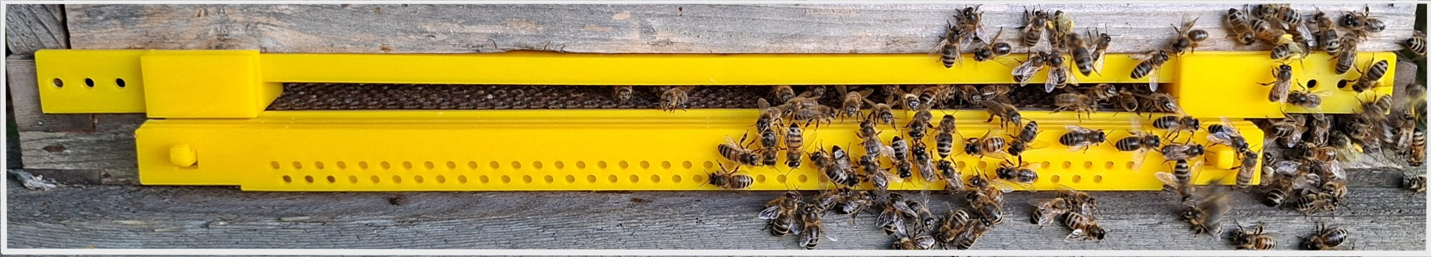 Hive-Five® Multi-Guard