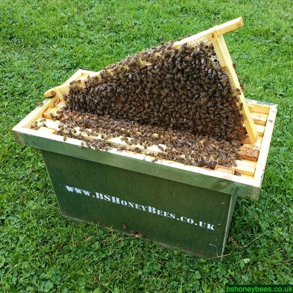 Collected 5 Frame Nucleus DEPOSIT 2026