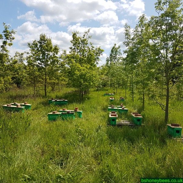 Posted Overwintered 5 Frame Nucleus 2026