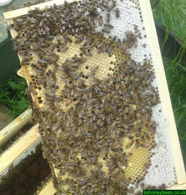 Collected 5 Frame Nucleus DEPOSIT 2026