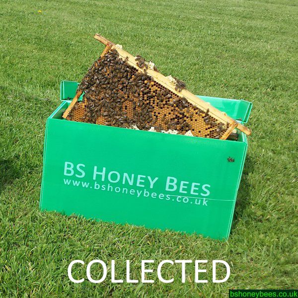 BS Honey Bees Limited