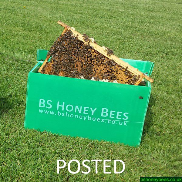 BS Honey Bees Limited