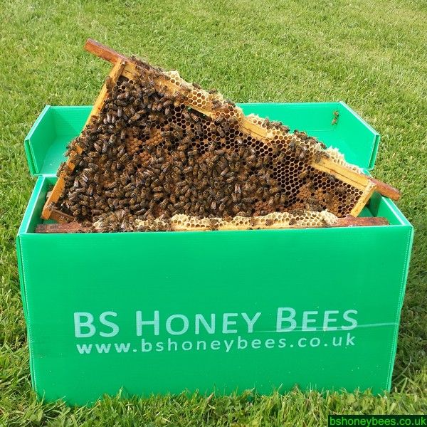 BS Honey Bees Limited