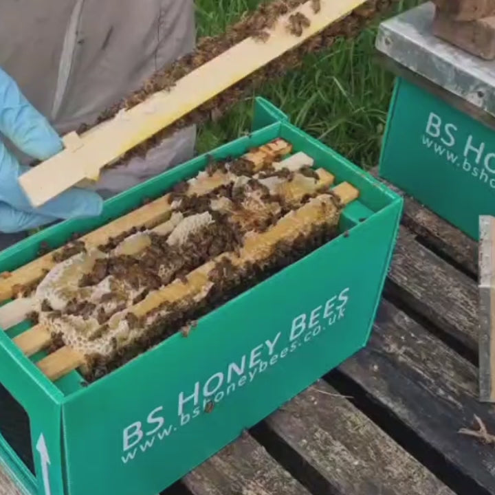 BS Honey Bees Limited