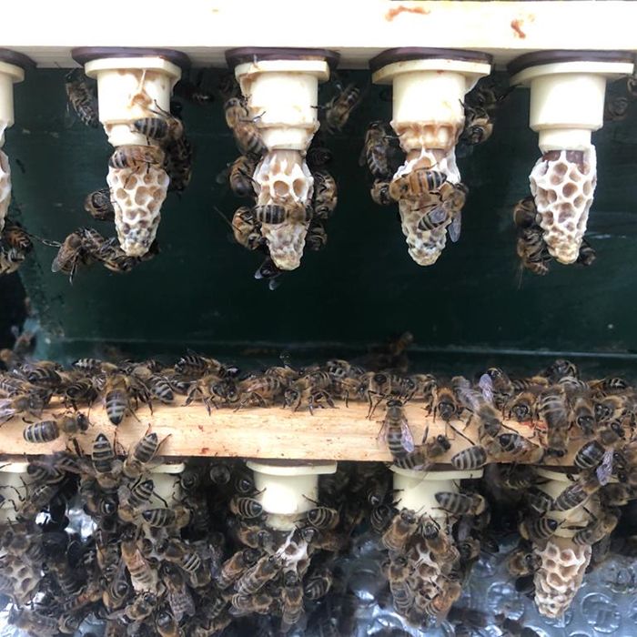 Essex Buckfast Queen 2026