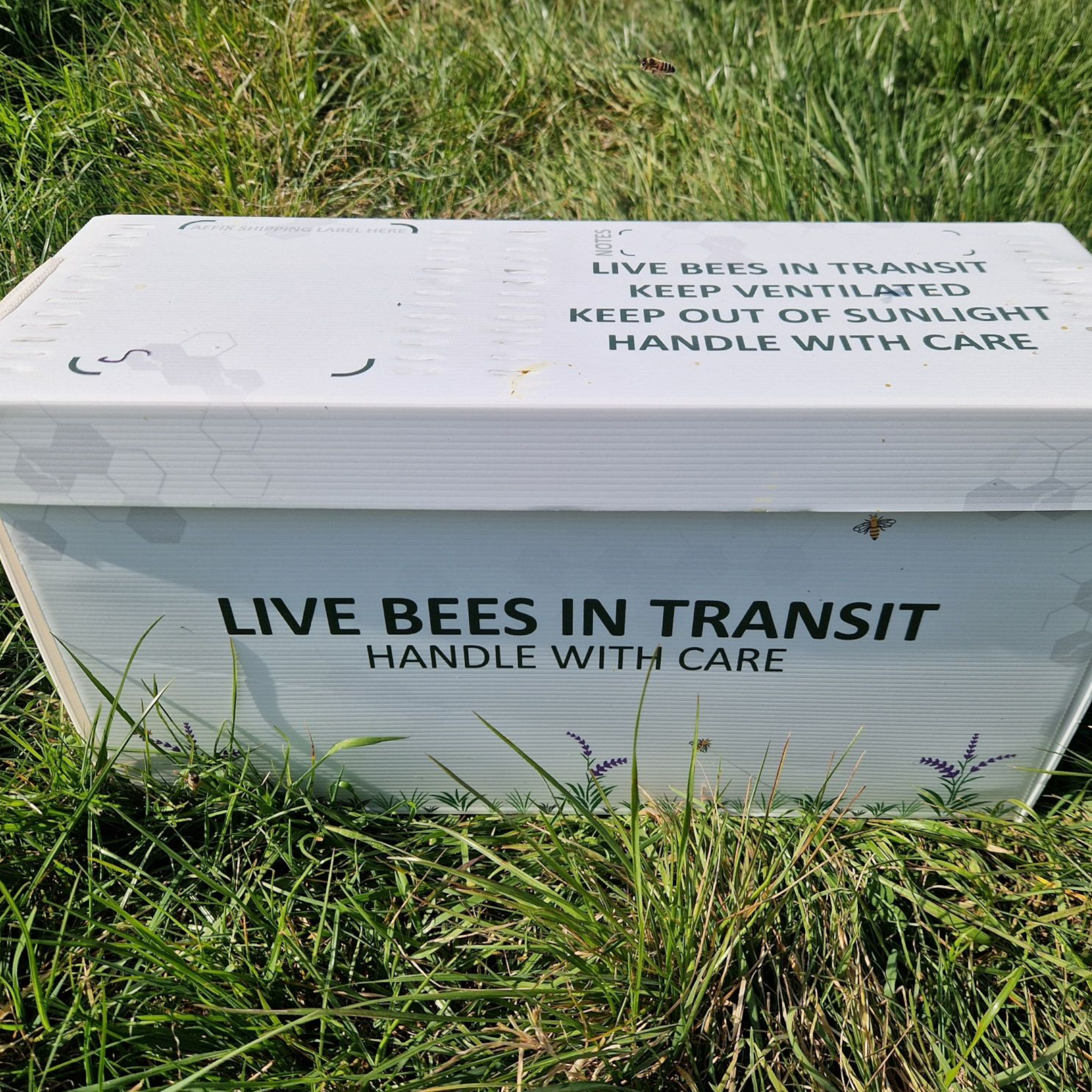 Posted Langstroth Overwintered 5 Frame Nucleus 2026