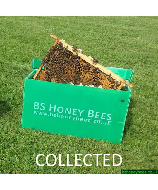 Collected 5 Frame Nucleus of Bees in Correx Transport Box